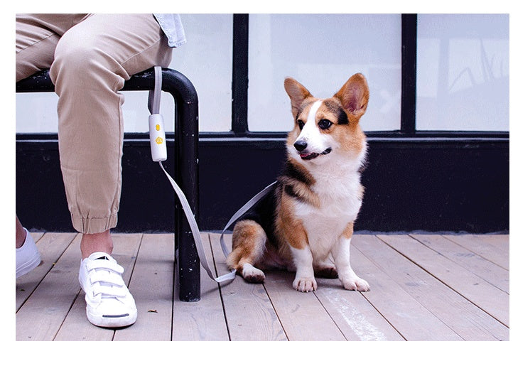New Elastic Leash for Small & Medium Dogs – Comfortable Pet Walking - Doggy Dreamland